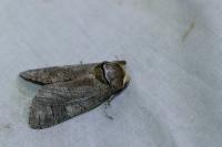 Cossus cossus