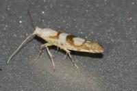 Argyresthia sorbiella