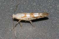 Argyresthia sorbiella