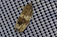 Pseudosciaphila branderiana