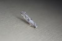 Paraswammerdamia albicapitella