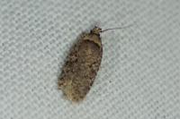 Agonopterix curvipunctosa