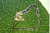 Stigmella salicis
