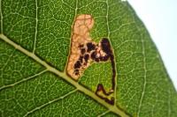 Stigmella salicis