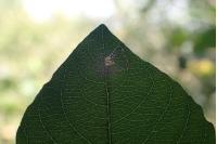 Stigmella salicis