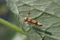 Stathmopoda pedella