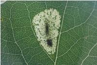 Phyllonorycter sagitella