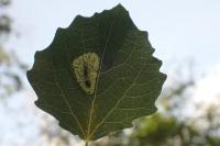 Phyllonorycter sagitella