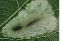 Phyllonorycter sagitella