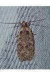Agonopterix ciliella/heracliana