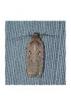 Agonopterix