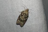 Cnephasia