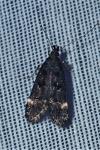 Dichomeris alacella