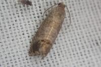 Cydia pomonella