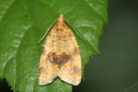 Epagoge grotiana
