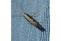 Plutella xylostella