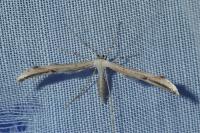 Emmelina monodactyla