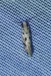 Nemapogon nevadellus