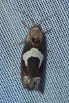 Epiblema foenella