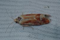 Rhyacionia buoliana