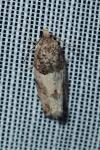 Gypsonoma aceriana
