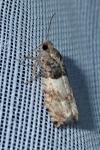 Gypsonoma aceriana