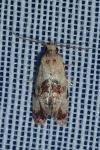 Neocochylis millierana