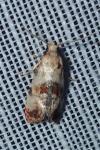 Neocochylis millierana