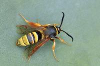 Sesia bembeciformis