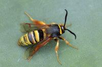 Sesia bembeciformis