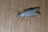 Pleurota