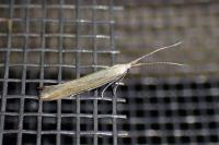 Coleophora
