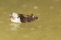 Hedya nubiferana