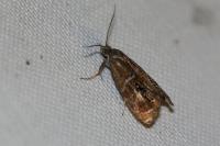 Olethreutes arcuella