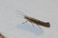 Plutella xylostella