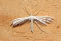 Pterophorus pentadactylus