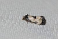 Cochylis