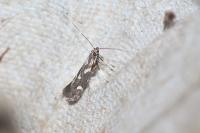 Calybites phasianipennella