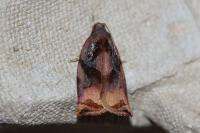 Archips podana