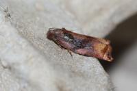 Archips podana