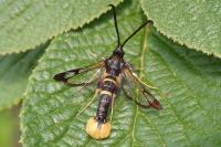 Synanthedon andrenaeformis