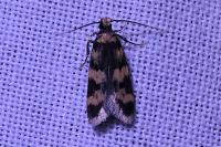 Oegoconia