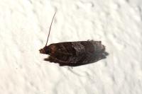 Ancylis achatana