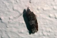 Ancylis achatana