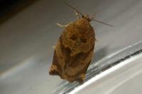 Archips crataegana