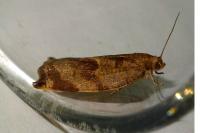 Archips crataegana