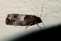 Notocelia