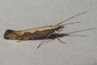 Plutella xylostella