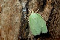 Tortrix viridana