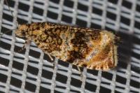 Celypha lacunana